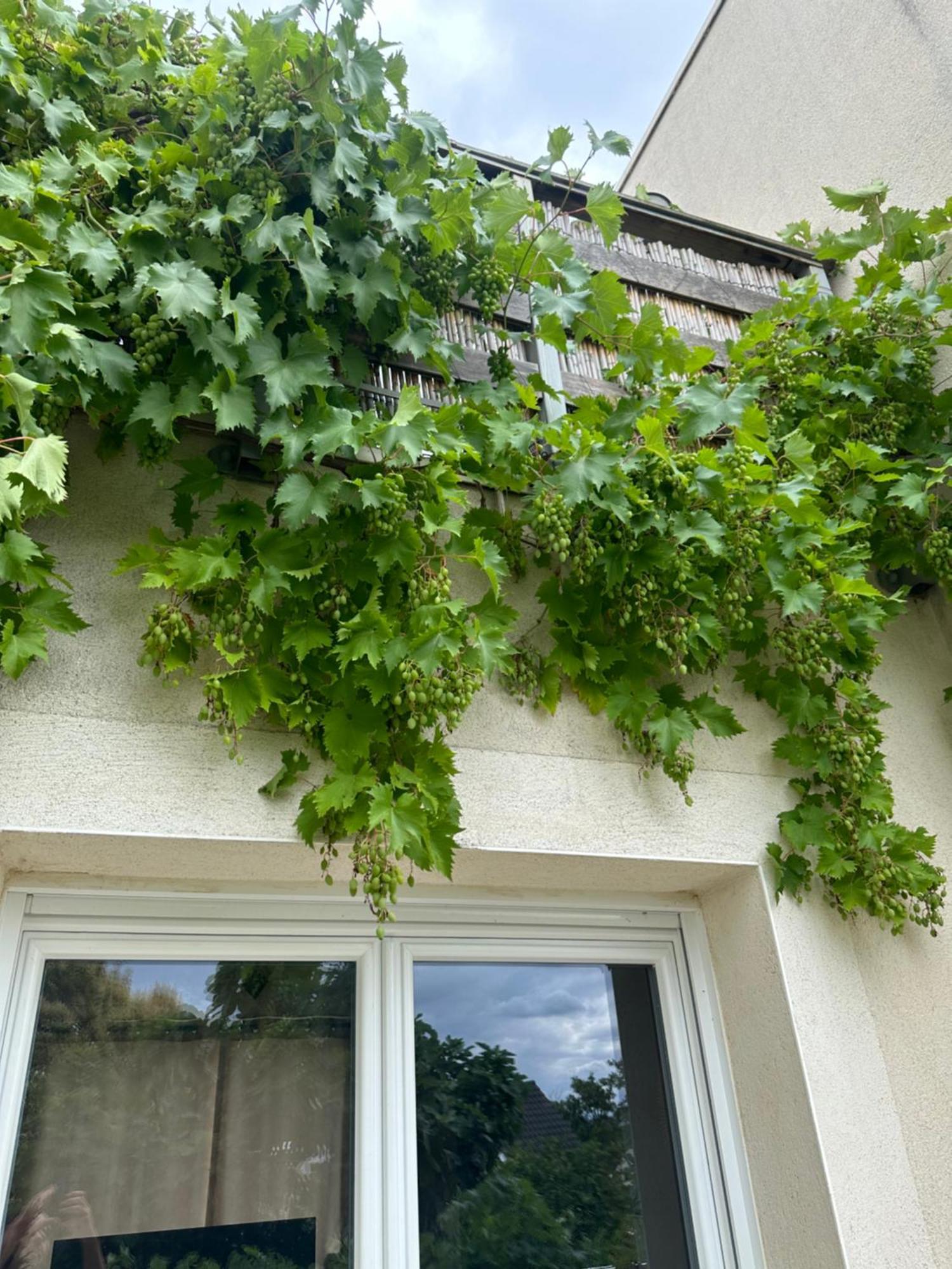 Ferienwohnung Pink Tropical Champagne Reims Exterior foto